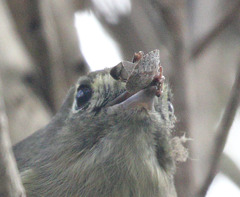 Euschistus conspersus