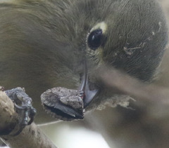 Euschistus conspersus