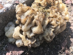 Daleomyces phillipsii