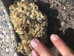 Daleomyces phillipsii