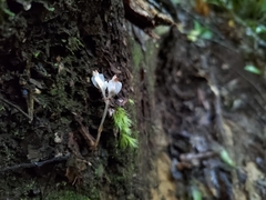 Burmannia cryptopetala