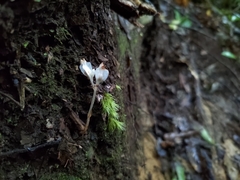 Burmannia cryptopetala