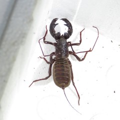 Mastigoproctus tohono