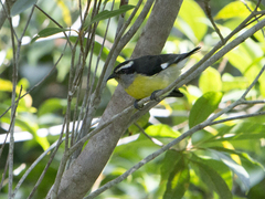 Coereba flaveola