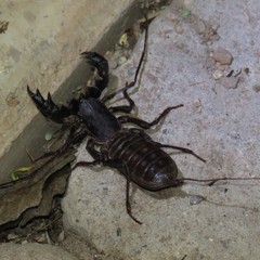 Mastigoproctus tohono