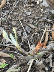 Lannea edulis edulis