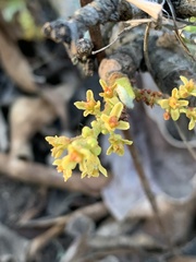 Lannea edulis edulis