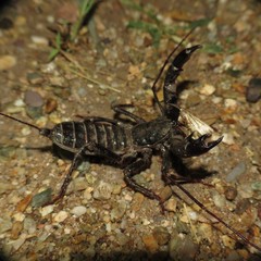 Mastigoproctus tohono