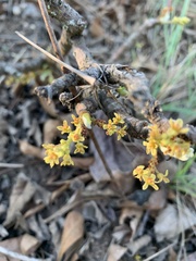 Lannea edulis edulis