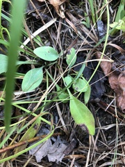 Symphyotrichum laeve concinnum