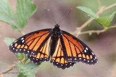 Limenitis archippus watsoni