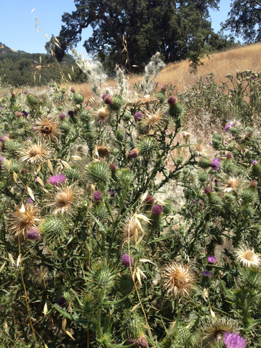 iNaturalist observation photo of Bull Thistle