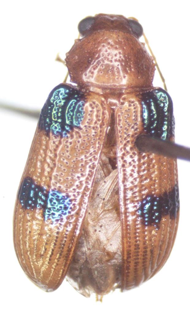 Metaxyonycha tridentata