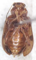Metaxyonycha tridentata