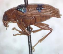 Metaxyonycha tridentata