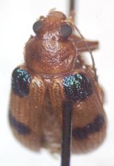 Metaxyonycha tridentata