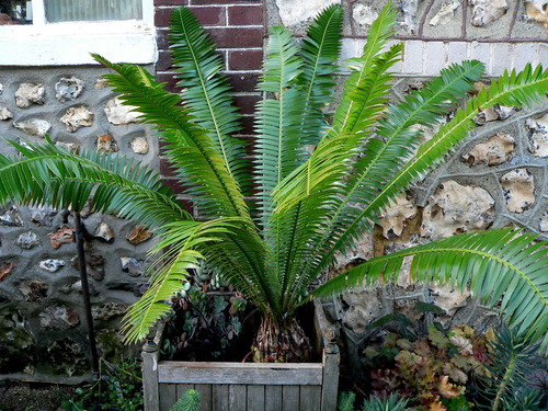 Pakis haji (Cycas rumphii)