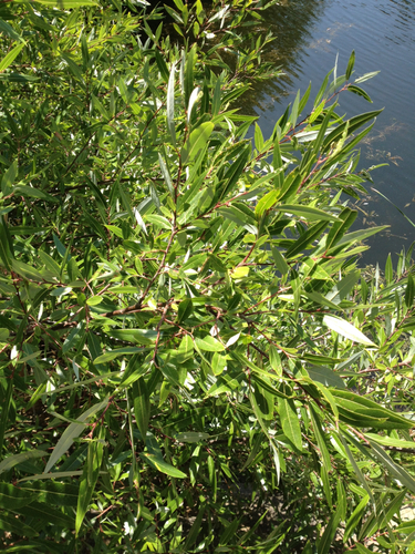 iNaturalist observation photo of red willow