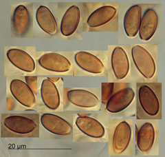 Pholiotina gracilenta