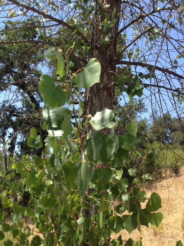 iNaturalist observation photo of Frémont cottonwood