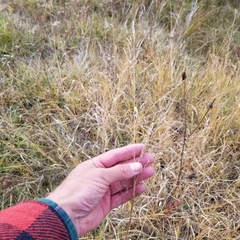 Sporobolus rigidus magnus