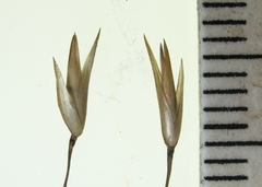 Sporobolus rigidus magnus