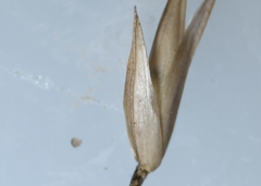 Sporobolus rigidus magnus