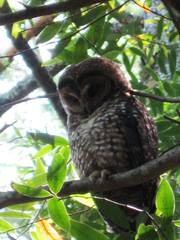 Strix occidentalis caurina