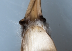 Sporobolus rigidus magnus