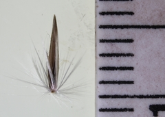 Sporobolus rigidus magnus