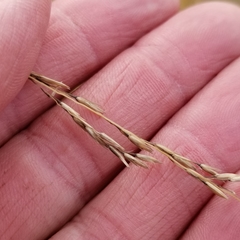 Sporobolus rigidus magnus