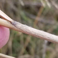 Sporobolus rigidus magnus