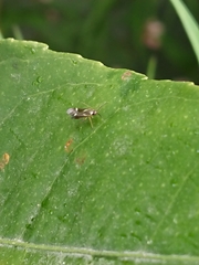 Ausejanus albisignatus