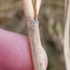 Sporobolus rigidus magnus