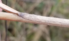 Sporobolus rigidus magnus