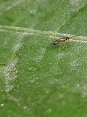 Ausejanus albisignatus