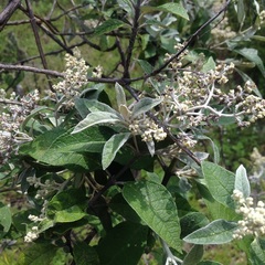 Buddleja cordata cordata