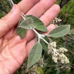 Buddleja cordata cordata