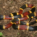 Texas Coralsnake - Photo (c) Michael Price, some rights reserved (CC BY-NC-ND), uploaded by Michael Price