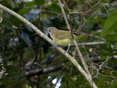 Pachysylvia aurantiifrons