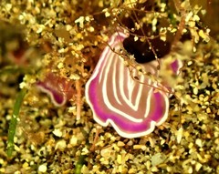 Prostheceraeus roseus