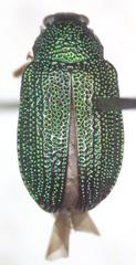 Colaspis sanjoseana
