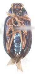 Colaspis sanjoseana