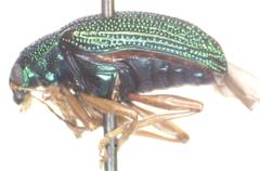 Colaspis sanjoseana