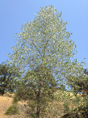 Populus fremontii fremontii