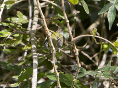 Atalotriccus pilaris