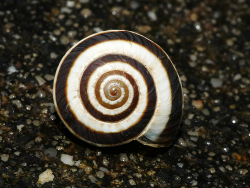 Vineyard Snail
