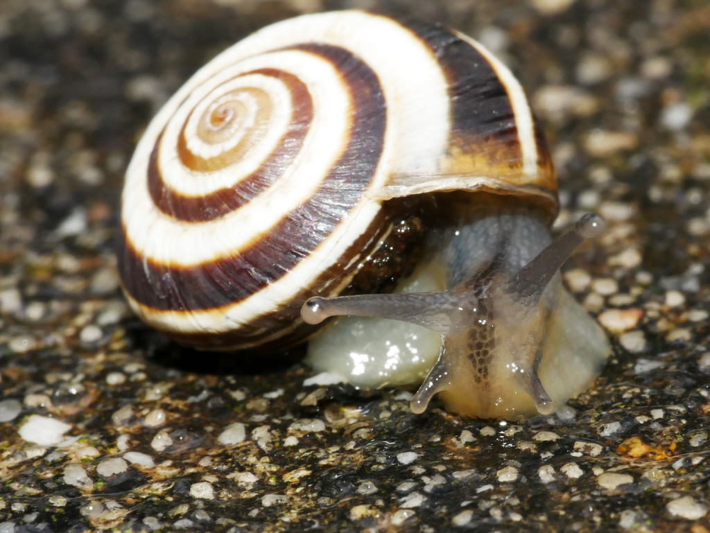 Vineyard Snail (Madeira Snails) · iNaturalist