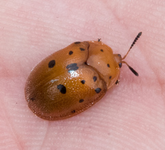 Chelymorpha phytophagica