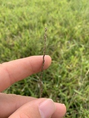 Sporobolus compositus